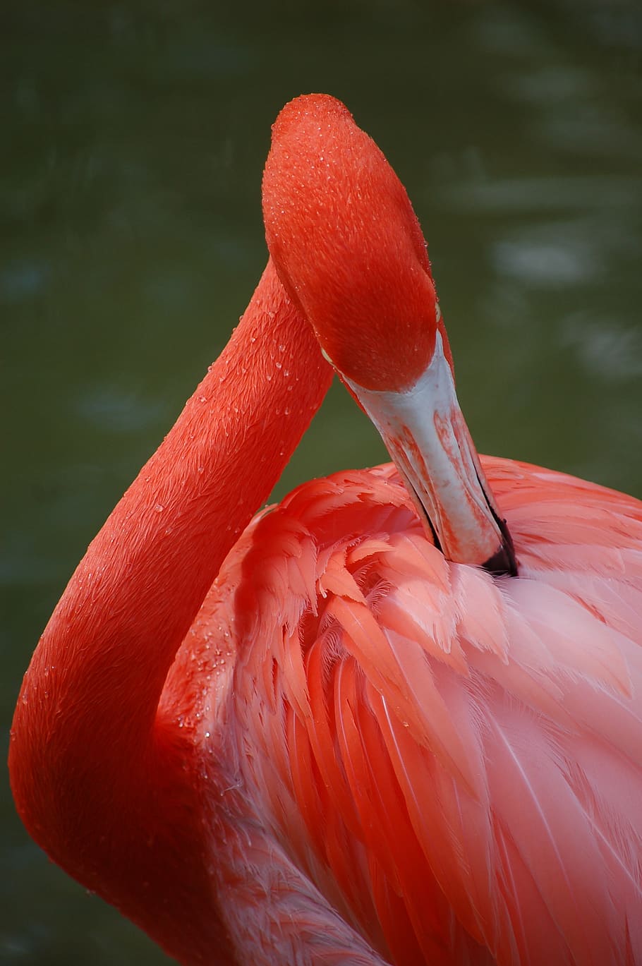 flamingo, feathers, bird, colorful, plumage, wildlife, zoo, HD wallpaper