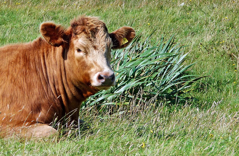 brown cattle on grass, mammal, cow, animal, bull, calf, plant HD wallpaper
