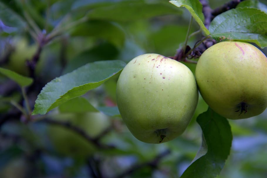 apple, fruit, kernobstgewaechs, nature, fruit trees, delicious HD wallpaper