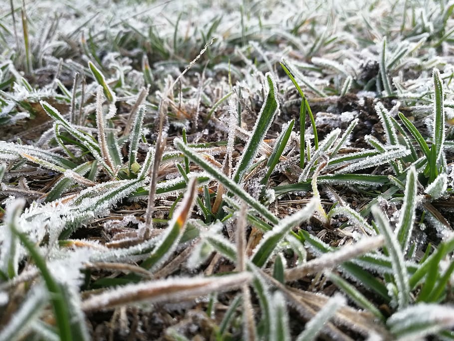 frost, frozen, winter, cold, ice, nature, icy, wintry, eiskristalle HD wallpaper