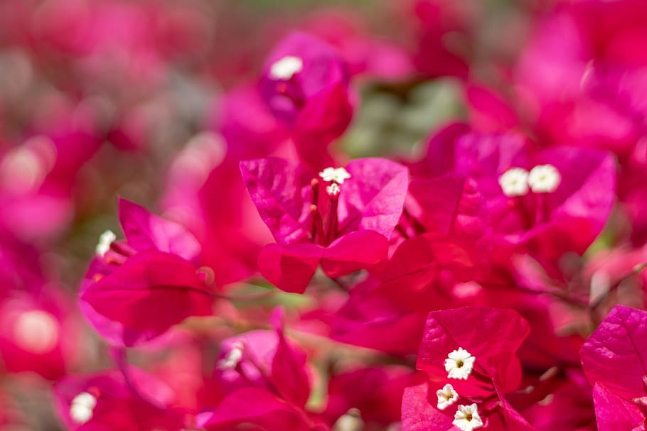 flowers, pink, bloom, spring, nature, blossom, summer, flowering plant HD wallpaper
