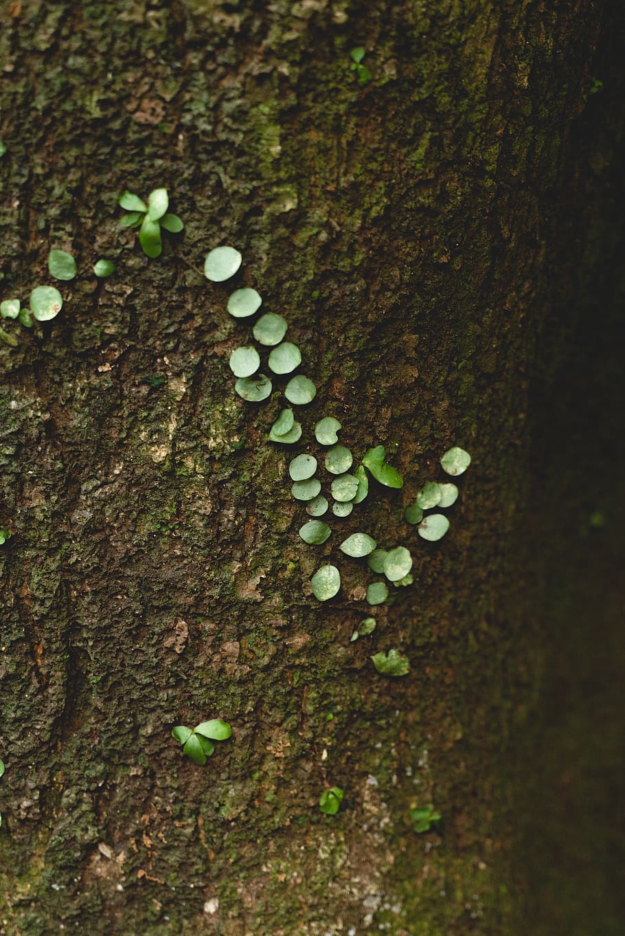 green leafed plant on tree trunk, fungus, mold, mushroom, agaric HD wallpaper