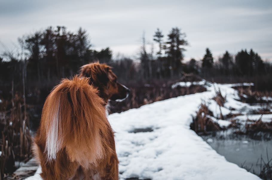 united states, danvers, trees, path, walk, dog, swamp, mood HD wallpaper