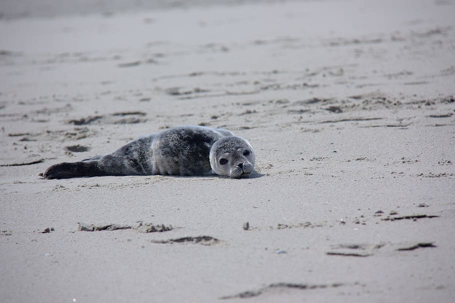 howler, seal, robbe, meeresbewohner, mammal, nature, animal HD wallpaper