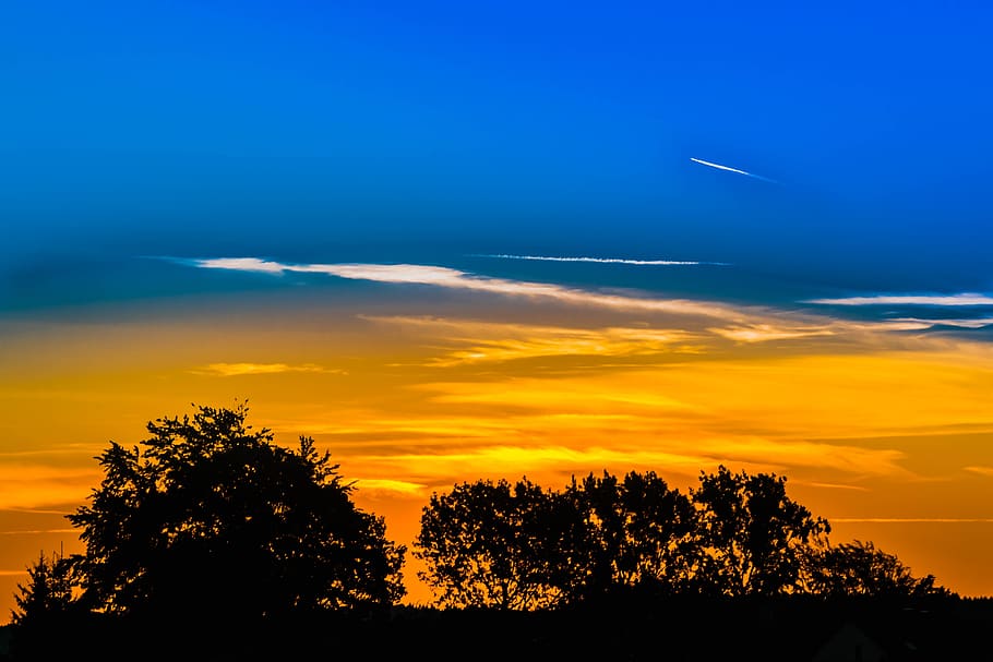 Silhouette of Trees during Golden Hour, atmospheric, backlit HD wallpaper