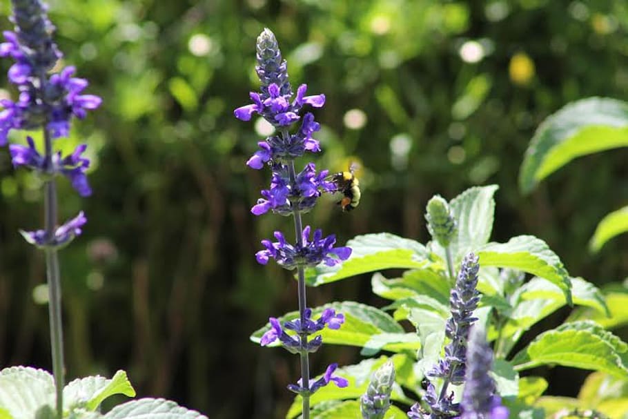 Lavender Flower in Selective Blur Photography, animal, aromatic HD wallpaper