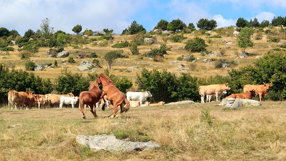 spain, fight, nature, wild, trees, grass, landscape, sky, animals, HD wallpaper