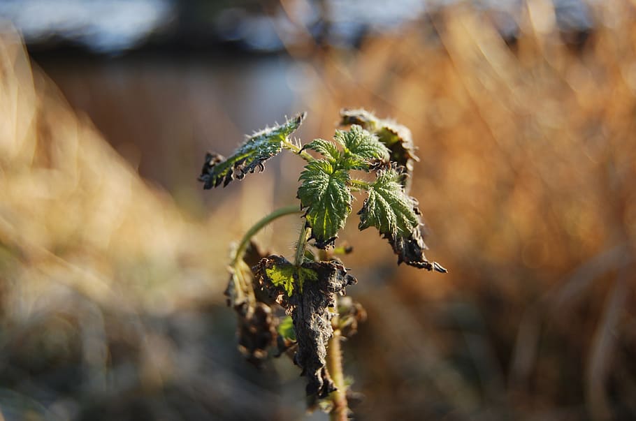 plant, tree, leaf, vegetation, nature, invertebrate, spider HD wallpaper