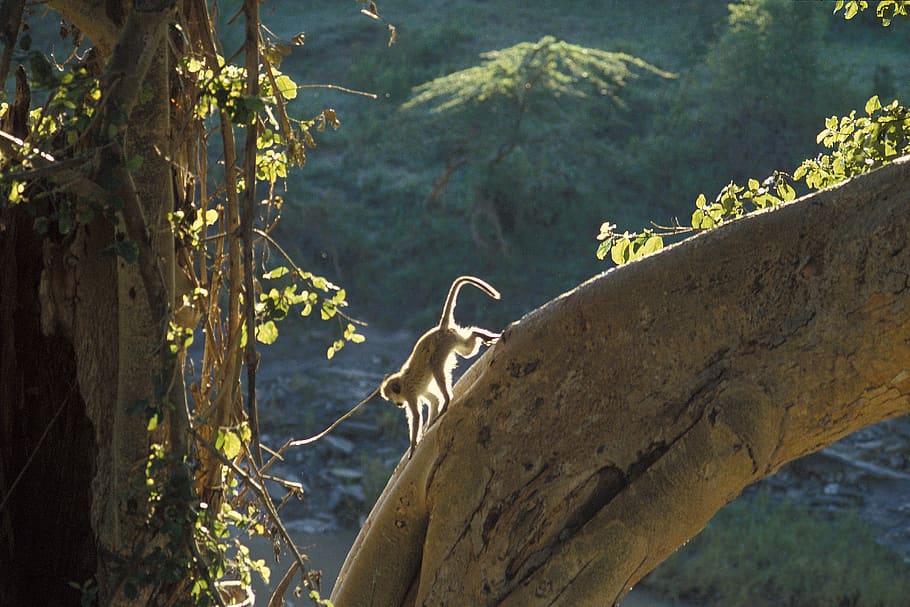 monkey, tree, forest, animal, animal themes, animal wildlife HD wallpaper