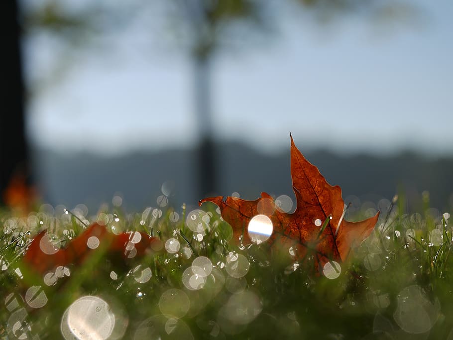 leaf, orange, nature, grass, fall, autumn, blur, bokeh, plant HD wallpaper