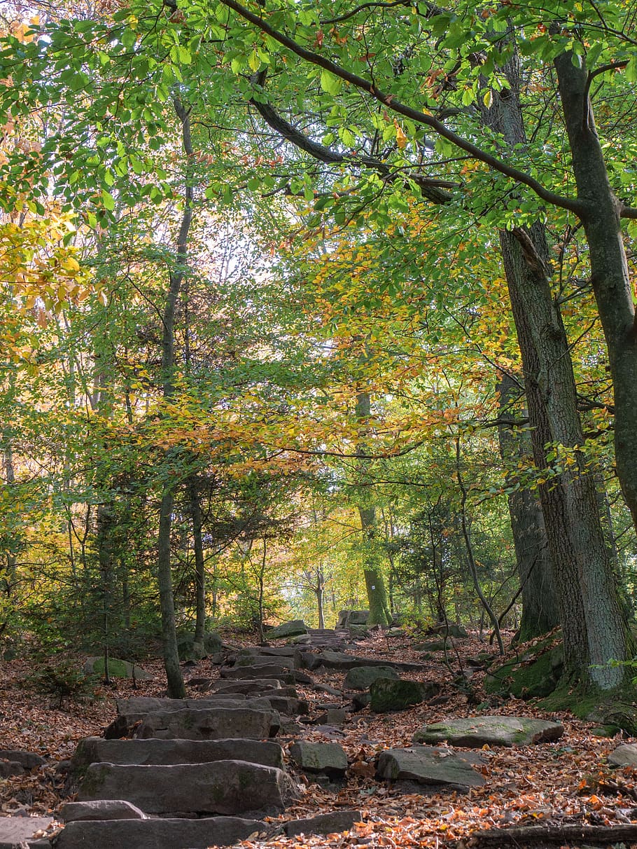forest, trees, autumn, away, path, plant, growth, land, tranquility HD wallpaper