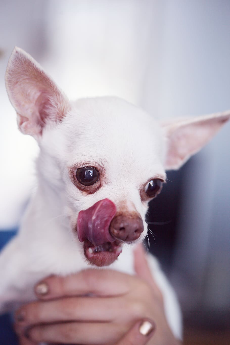white chihuahau, animal themes, mammal, domestic, pets, one animal HD wallpaper