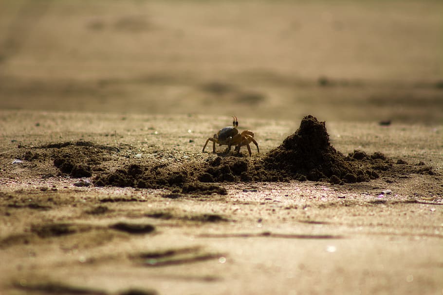 crablet near black sand, sand crab, creature, sandy, uae, beach, HD wallpaper