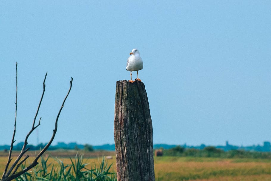 italy, venice, animal, animal themes, animal wildlife, animals in the wild HD wallpaper
