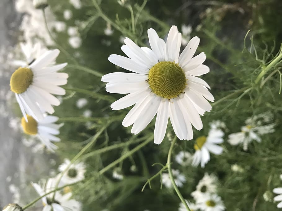 flowers, plant, no filter, macro, flowering plant, fragility HD wallpaper