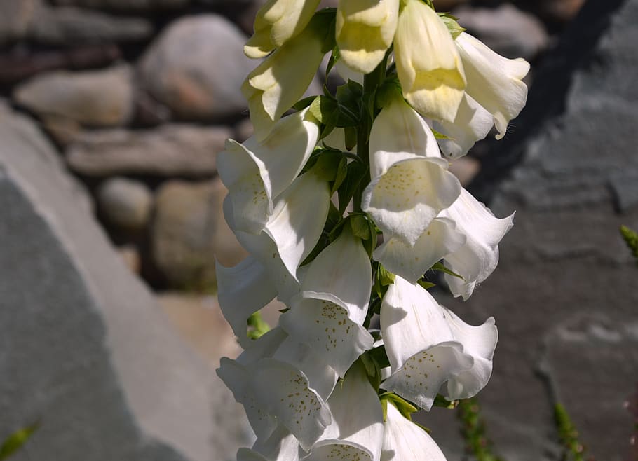 flowers, thimble, digitalis, medicinal plant, wild flowers HD wallpaper