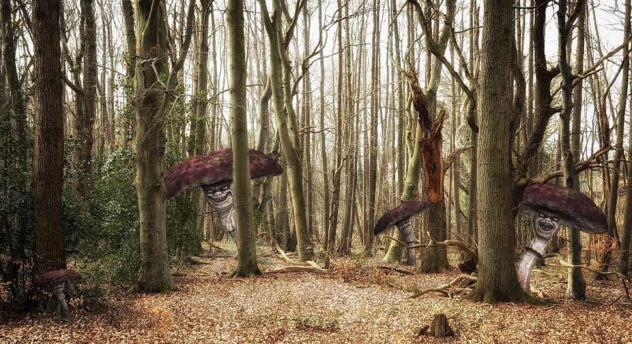 forest, trees, mushrooms, matryoshka, fantasy, surreal, composing HD wallpaper