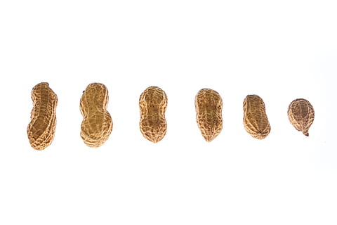 peanut, peanuts, shelled, sarmiento, salt, dried fruits and nuts HD wallpaper