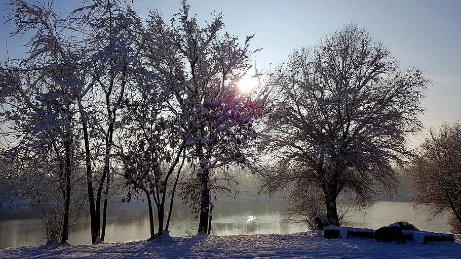 winter, tisza, snow, sunset, tree, plant, nature, cold temperature HD wallpaper
