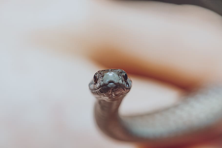 gray snake, animal, reptile, cobra, backgrounds, animal backgrounds HD wallpaper