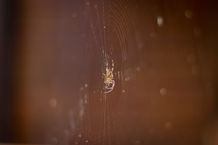 spider, spider net, spider web, insect, close-up, selective focus HD wallpaper