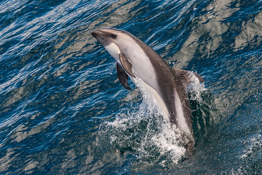 dolphin during daytime, animal themes, animal wildlife, animals in the wild HD wallpaper