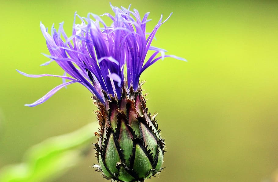 cornflower, fresh, nature, fragrance, garden, blooming, macro HD wallpaper