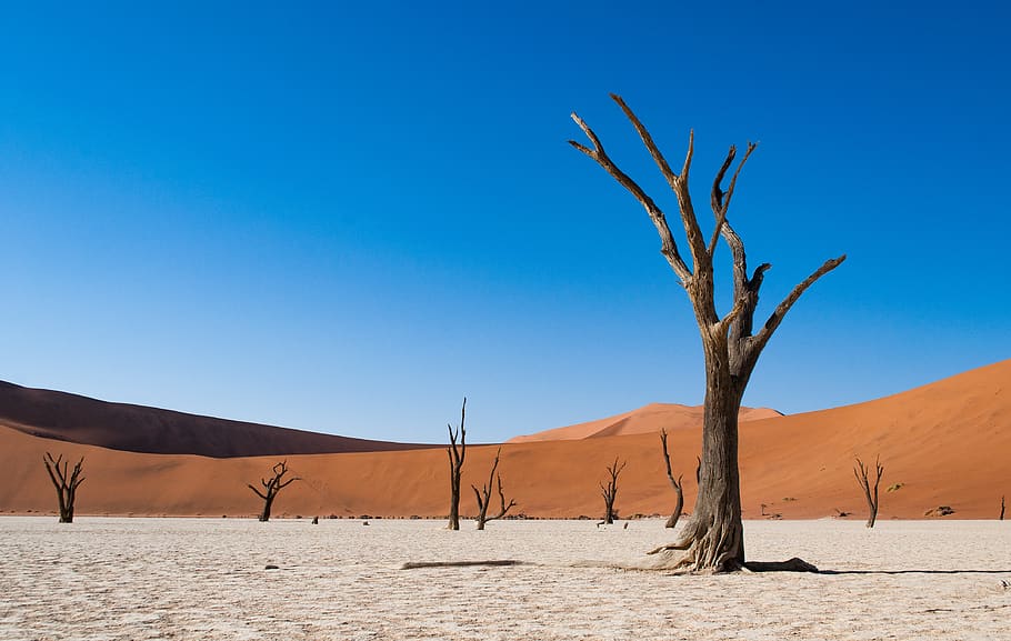 brown barn tree, soil, nature, outdoors, sand, dune, deadvlei HD wallpaper
