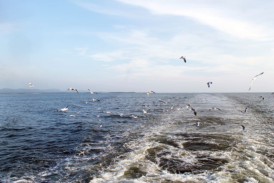 sea, bay of bengal, travel, ocean, water, birds, sky, vacation, HD wallpaper