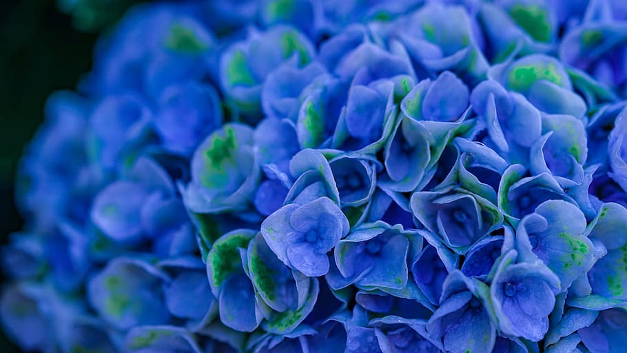 hydrangeas, blue, blossom, bloom, flowers, nature, plant, flora HD wallpaper