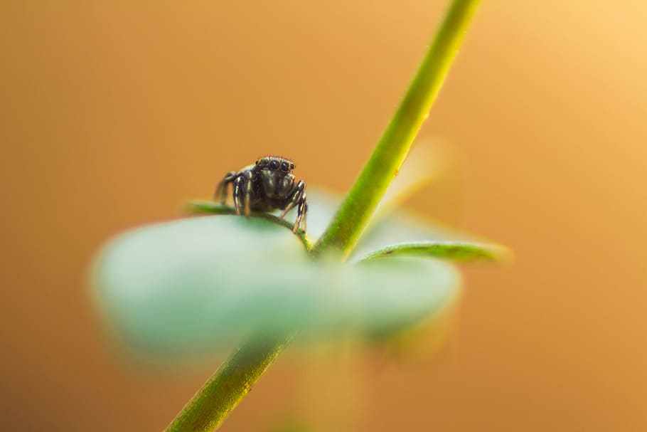 nature, stem, green, closeup, macro, animals, insect, bug, animal themes HD wallpaper