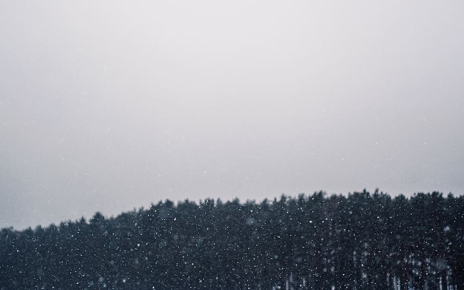 snowing, blizzard, winter, sky, cloudy, trees, forest, woods HD wallpaper