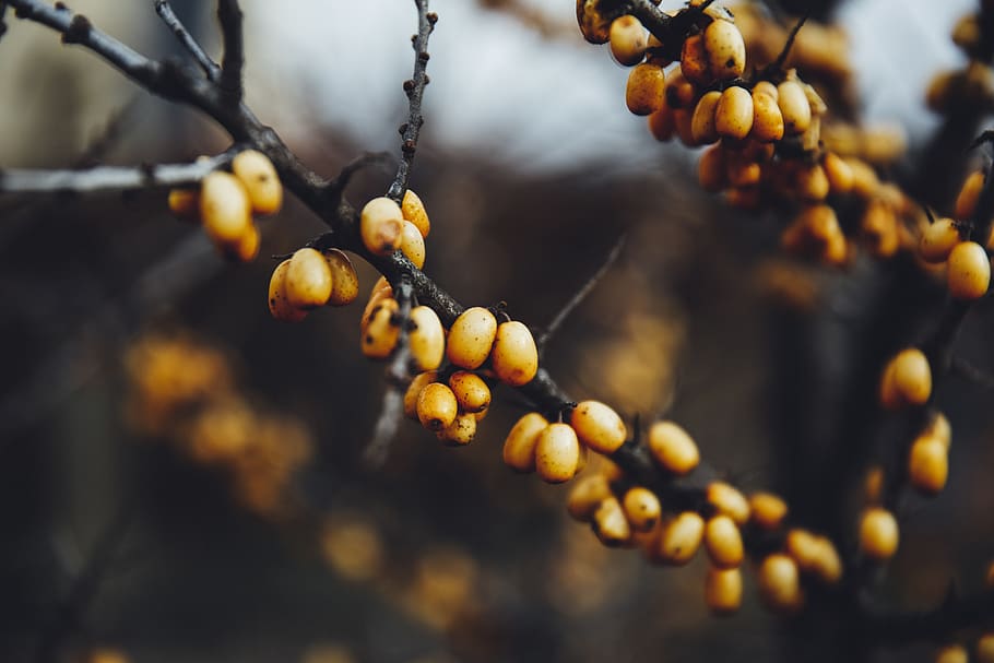 yellow fruits, food and drink, healthy eating, growth, plant HD wallpaper