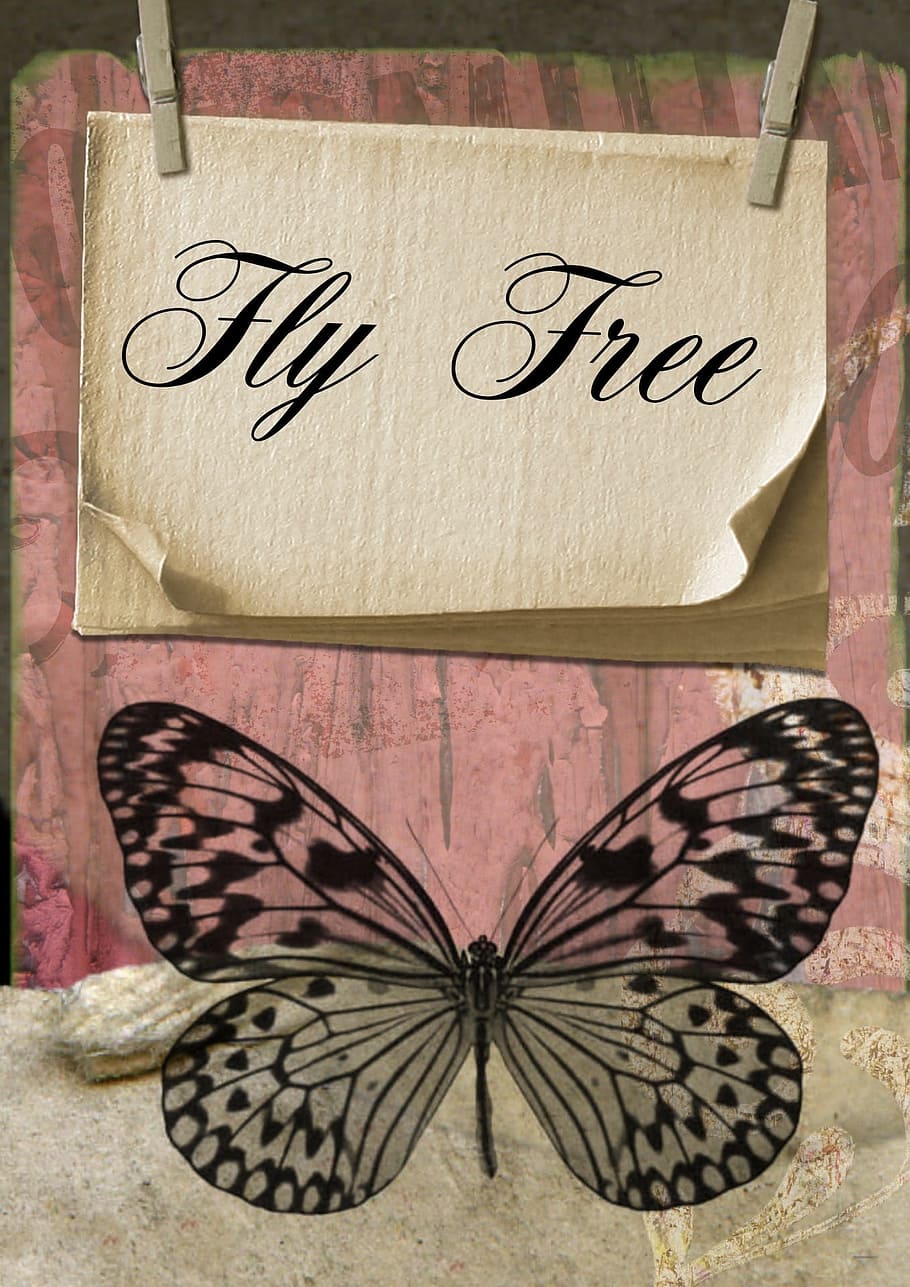fly, insect, butterfly, graphics, text, communication, western script HD wallpaper