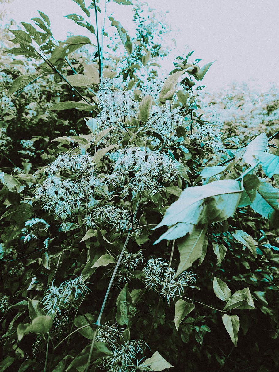 tree, plant, growth, beauty in nature, flowering plant, leaf HD wallpaper