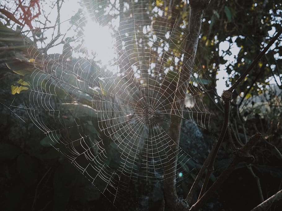 Cobweb On Tree Branch, spider web, spider's web, spiderweb, fragility HD wallpaper