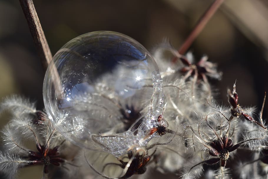 clematis, soap bubble, round, transparent, nature, ball, winter HD wallpaper