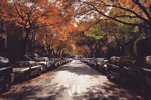 tree, fall, autumn, winter, leaves, brooklyn, new york, nyc HD wallpaper