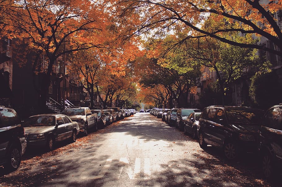 tree, fall, autumn, winter, leaves, brooklyn, new york, nyc, HD wallpaper