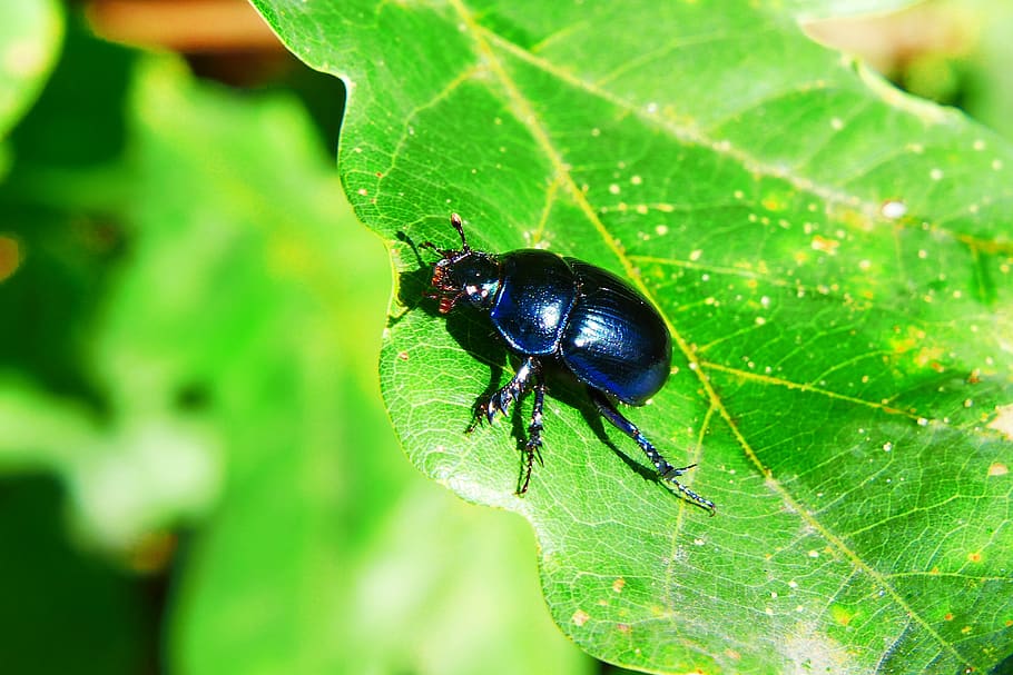 forest beetle, insect, the beetles, oak leaf, animals, nature HD wallpaper