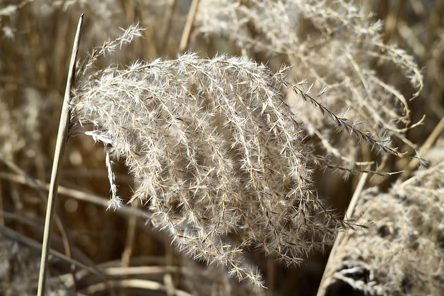 grass, nature, wallpaper, background, head, plant, close-up HD wallpaper
