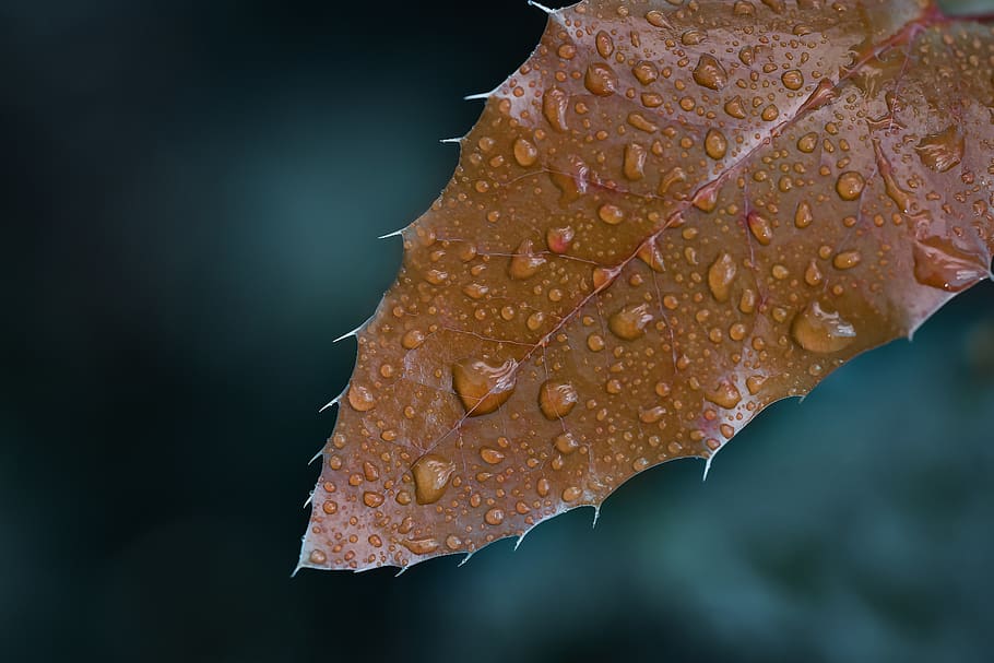 macro, leaf, wallpaper, nature, doğal, yağmur, rain, plant HD wallpaper