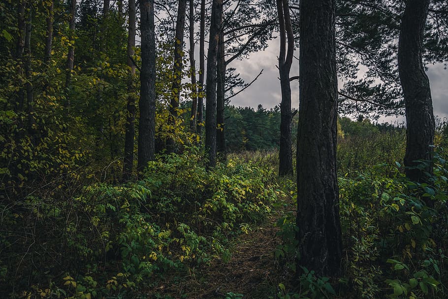 Green Forest Trail, daylight, environment, landscape, nature HD wallpaper