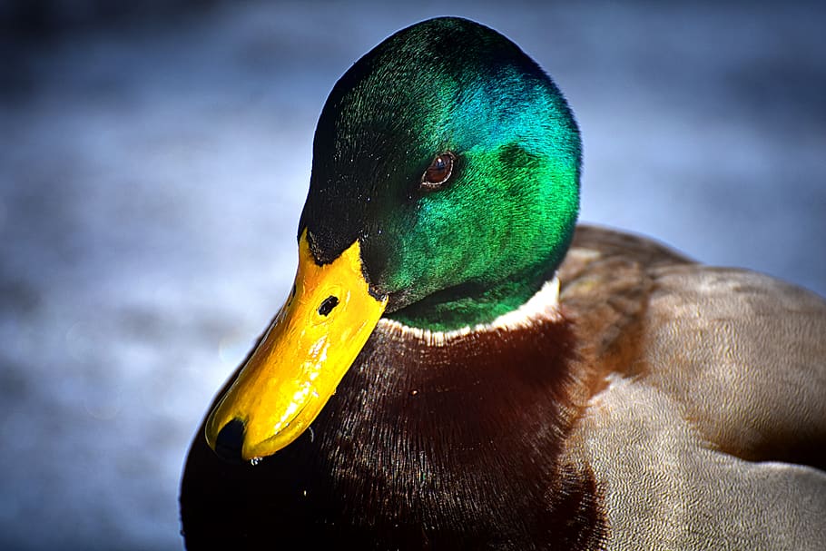 mallard, males, bread, eat, snow, winter, water bird, bill HD wallpaper