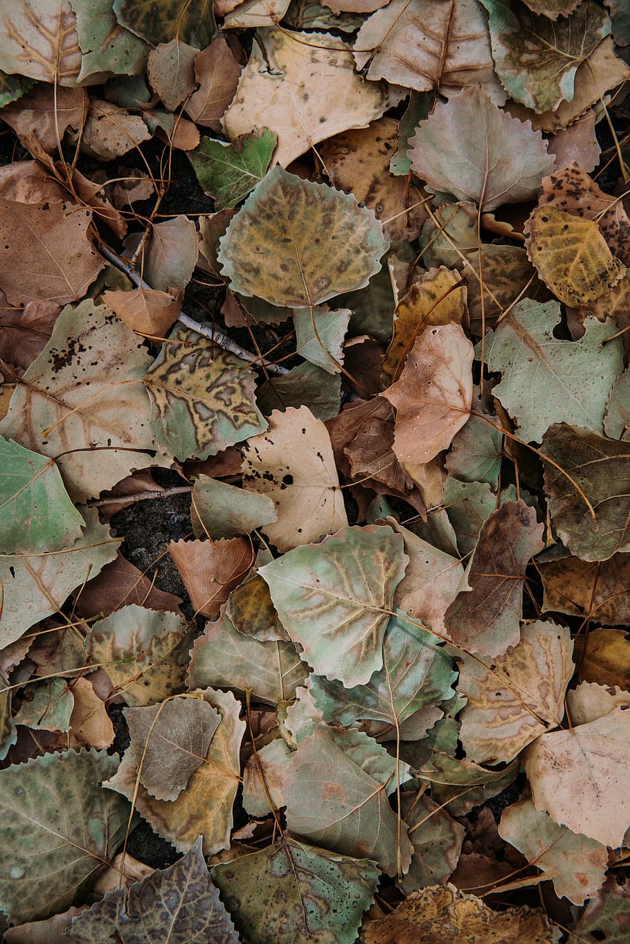 dry leafs, plant part, leaves, autumn, full frame, change, backgrounds HD wallpaper