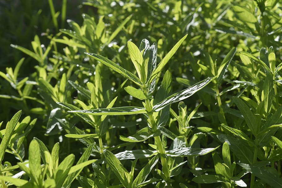 cultivate, leaves, leaf, mint, dew, water, green, aroma, cuisine HD wallpaper