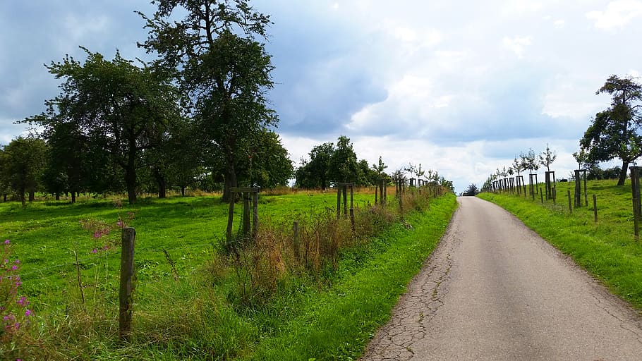 plant, tree, direction, sky, the way forward, road, grass, green color HD wallpaper