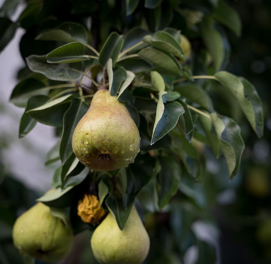 pears, rain, wet, immature, green, depend, fruit, healthy, fruits HD wallpaper