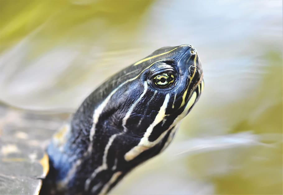 Online crop | HD wallpaper: turtle, water turtle, reptile, turtle head