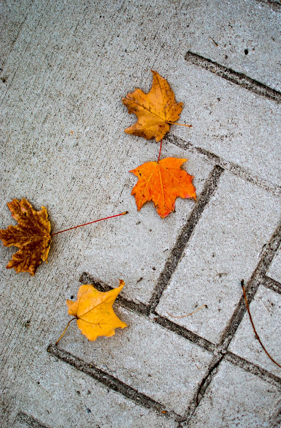 fall, leaves, colors, aesthetics, minimal, autumn, falling, HD wallpaper
